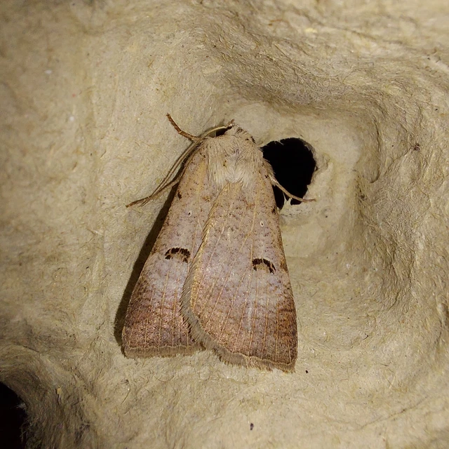 Lygephila craccae - gyakori csüdfűbagoly