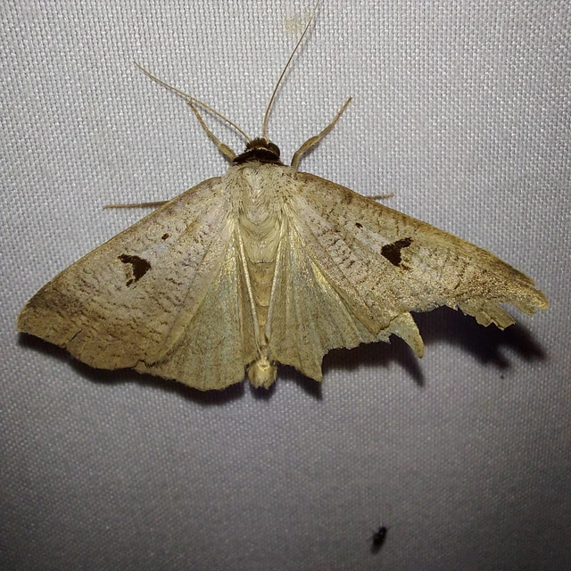 Lygephila