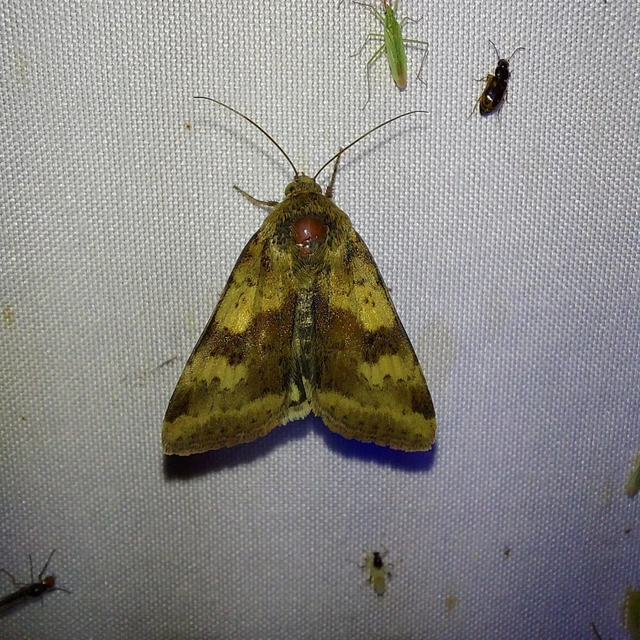 Heliothis adaucta - somkóróbagoly