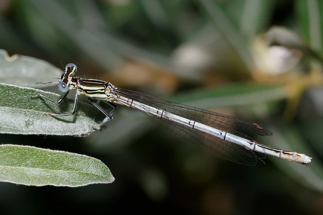 Platycnemis pennipes - széleslábú szitakötő