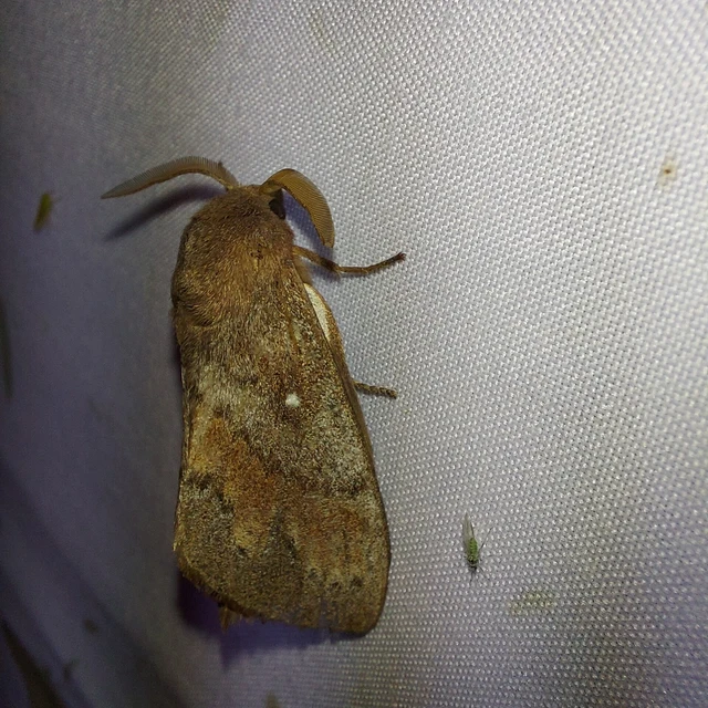 Dendrolimus pini - fenyőpohók