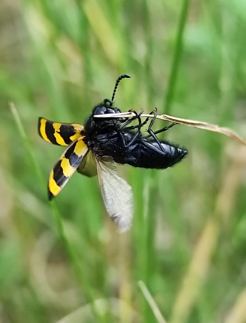 Mylabris variabilis - szalagos hólyaghúzó