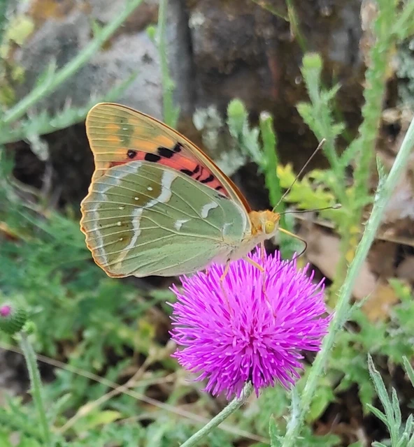 Argynnis pandora - zöldes gyöngyházlepke
