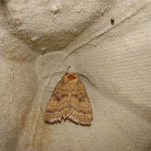 Hoplodrina octogenaria - barna selymesbagoly