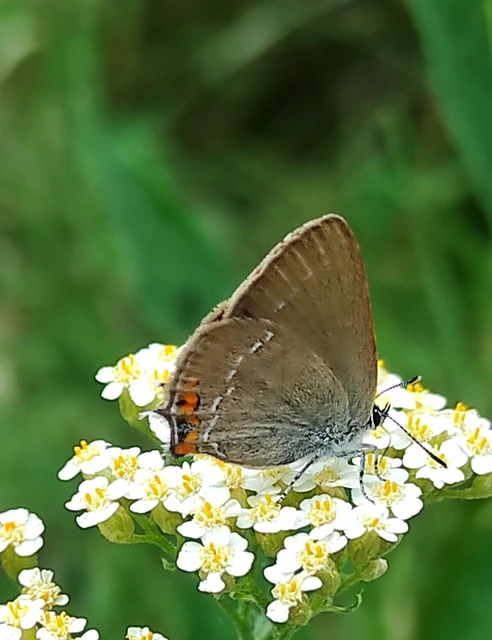 Satyrium acaciae - akác-csücsköslepke