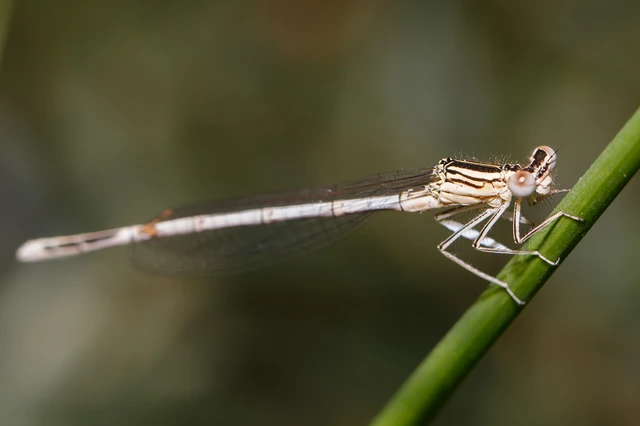 Platycnemis pennipes - széleslábú szitakötő