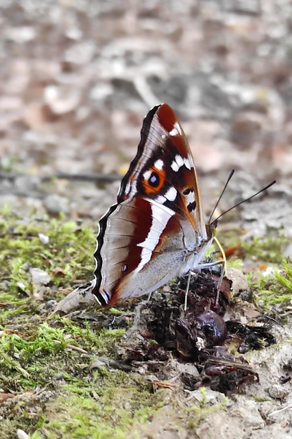 Apatura iris - nagy színjátszólepke