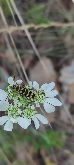 Echinocerus floralis - lucerna-darázscincér