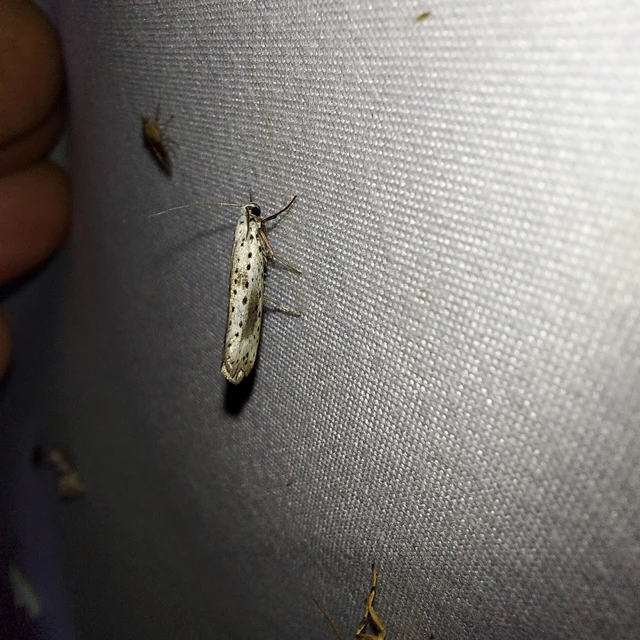 Yponomeuta irrorella - pókhálós kökénymoly