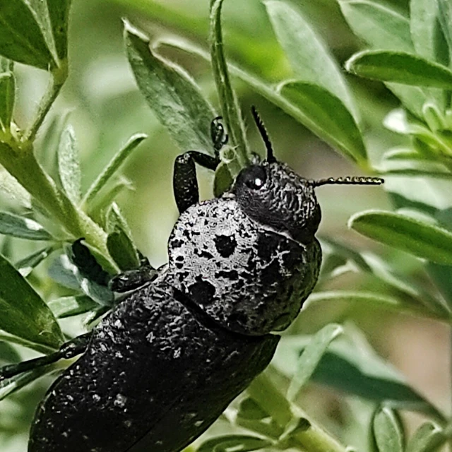 Capnodis tenebrionis - kökény-tükrösdíszbogár
