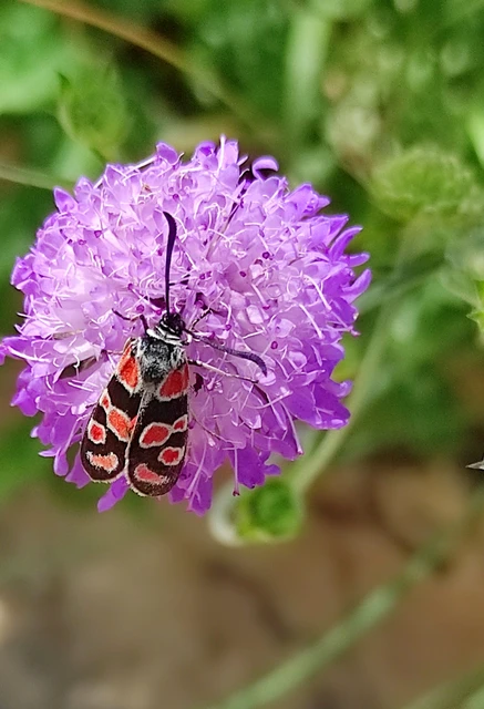 Zygaena carniolica - fehérgyűrűs csüngőlepke