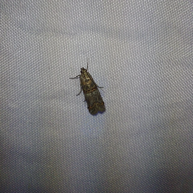 Pempelia compositella - ürömlevél-karcsúmoly