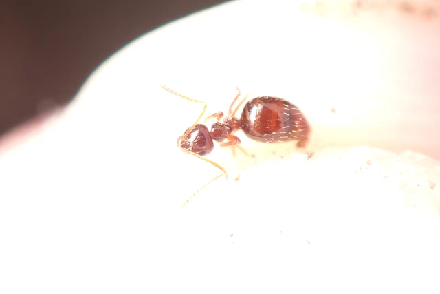 Prenolepis nitens - ragyogóhangya