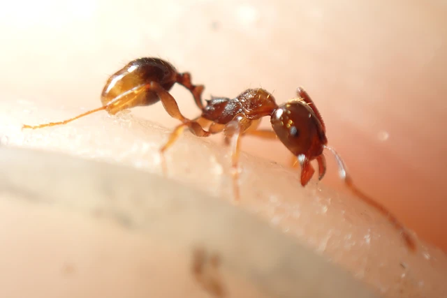 Aphaenogaster subterranea - vörös karcsúhangya