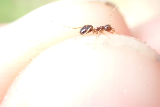Prenolepis nitens - ragyogóhangya