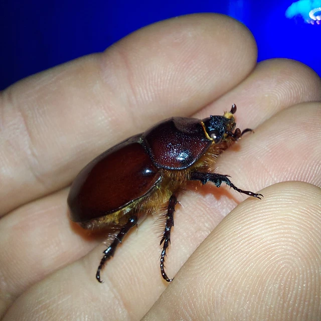 Oryctes nasicornis - orrszarvú bogár