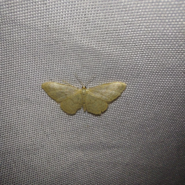 Idaea dilutaria - napvirág-apróaraszoló