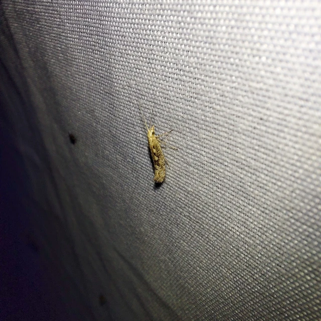 Plutella xylostella - káposztamoly