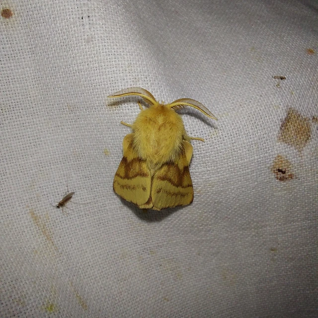 Malacosoma castrensis - kutyatejszövő