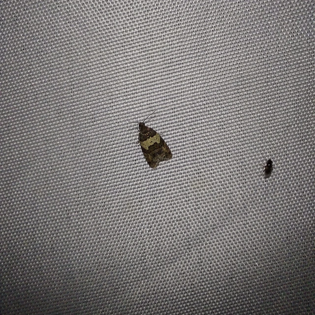 Isotrias hybridana - cifra sodrómoly