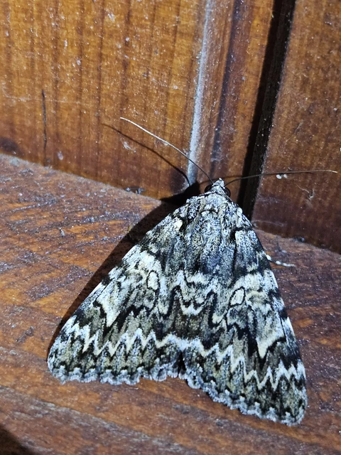 Catocala promissa - kis tölgyfa-övesbagoly