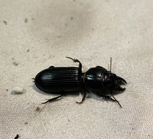 Scarites terricola - vájárfutó