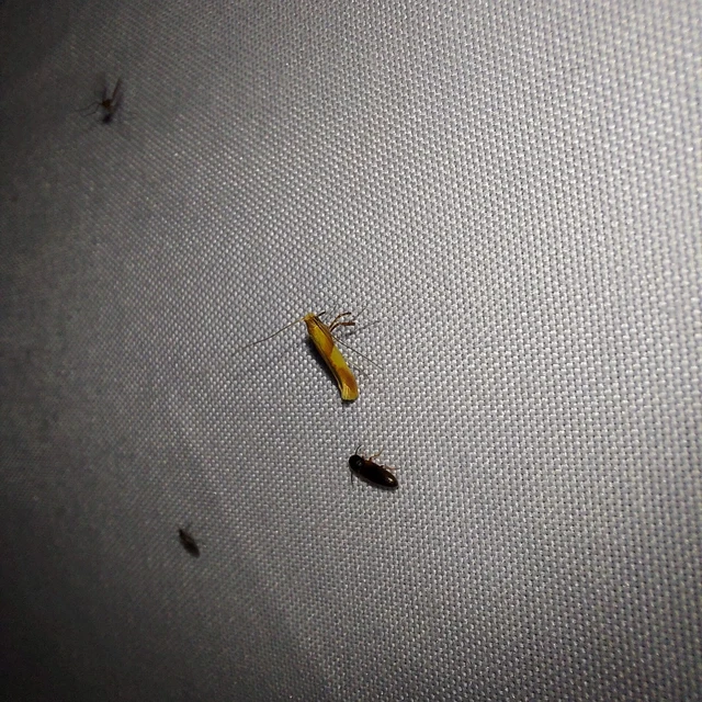 Caloptilia