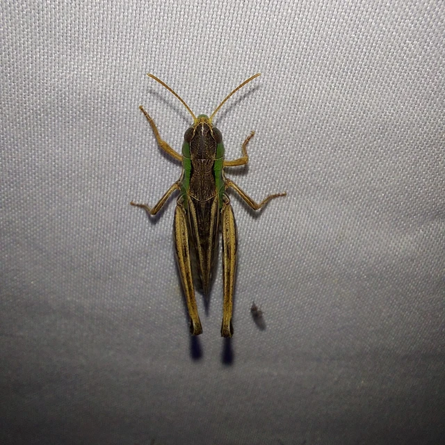 Stenobothrus nigromaculatus - sztyeppréti sáska