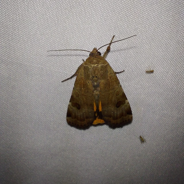 Noctua interposita - köztes sárgafűbagoly