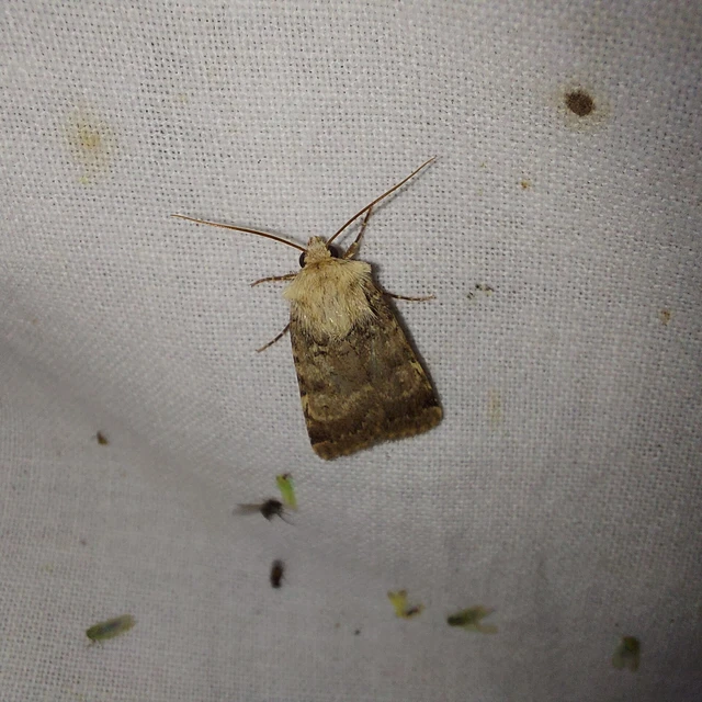Chersotis fimbriola - csillogó földibagoly
