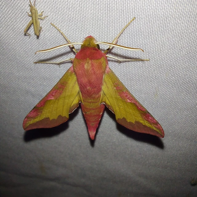 Deilephila porcellus - piros szender