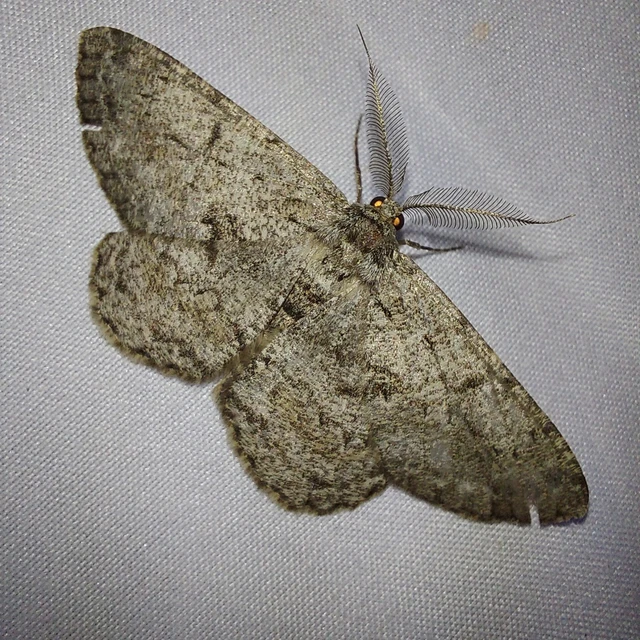 Hypomecis roboraria - nagy tölgyfaaraszoló
