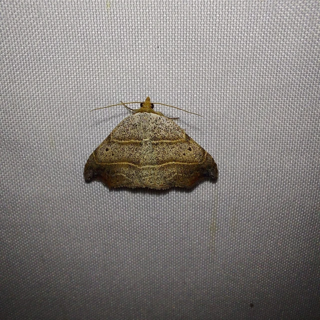 Laspeyria flexula - zuzmóbagoly
