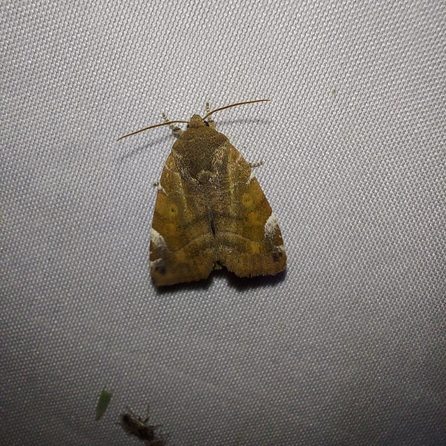 Cosmia affinis - barna lombbagoly