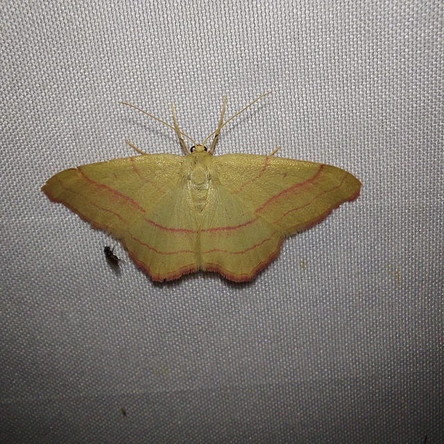 Rhodostrophia vibicaria - pirosszélű araszoló