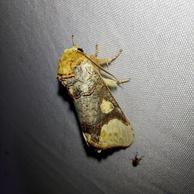 Phalera bucephaloides - magyar púposszövő