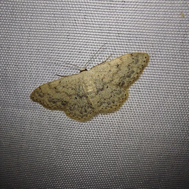 Scopula marginepunctata - pettyes sávosaraszoló