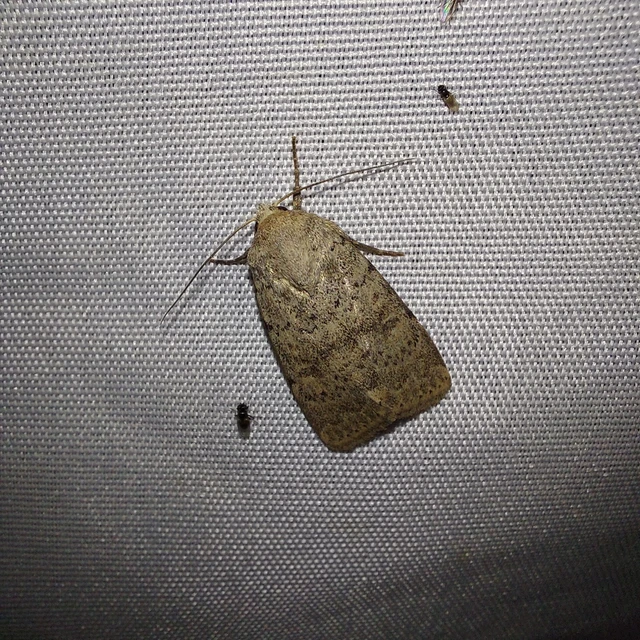 Hoplodrina respersa - bogáncs-selymesbagoly