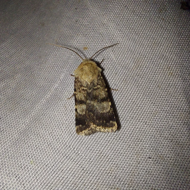 Chersotis fimbriola - csillogó földibagoly
