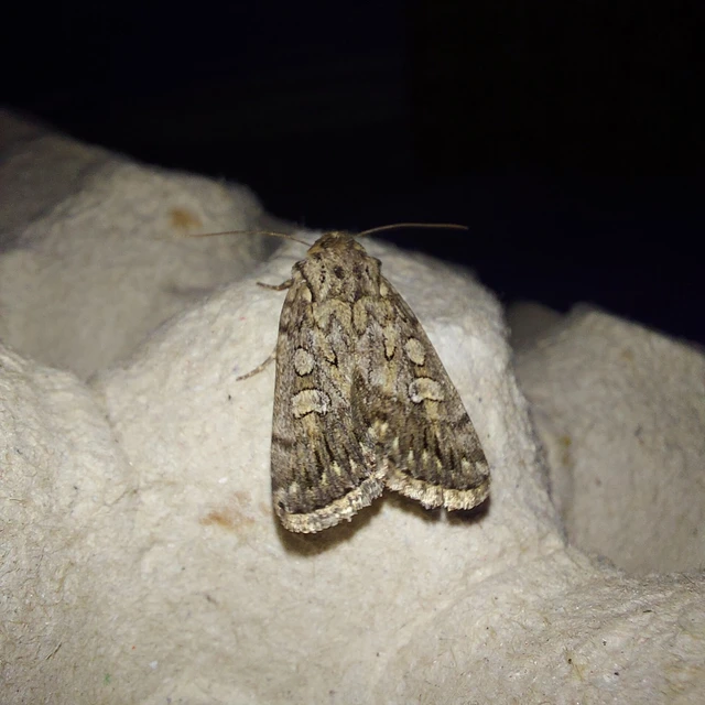 Dichagyris forcipula - szürkésbarna földibagoly