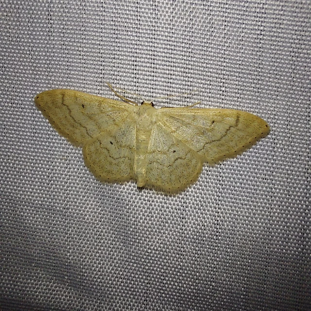 Idaea deversaria - egyszínű sávosaraszoló