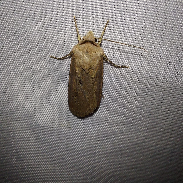 Agrotis exclamationis - felkiáltójeles földibagoly