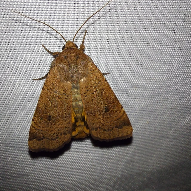 Noctua comes - kis sárgafűbagoly