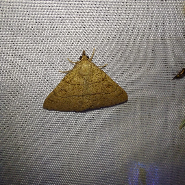 Paracolax tristalis - sárgás karcsúbagoly