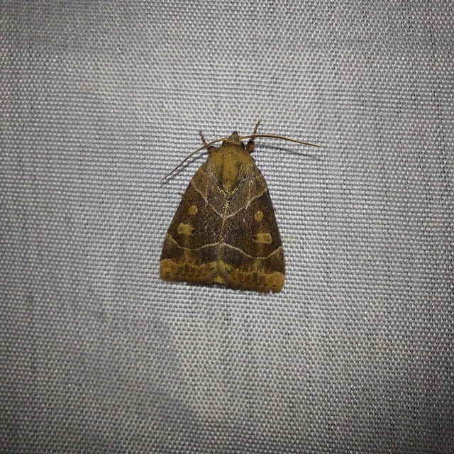 Cosmia trapezina - közönséges lombbagoly