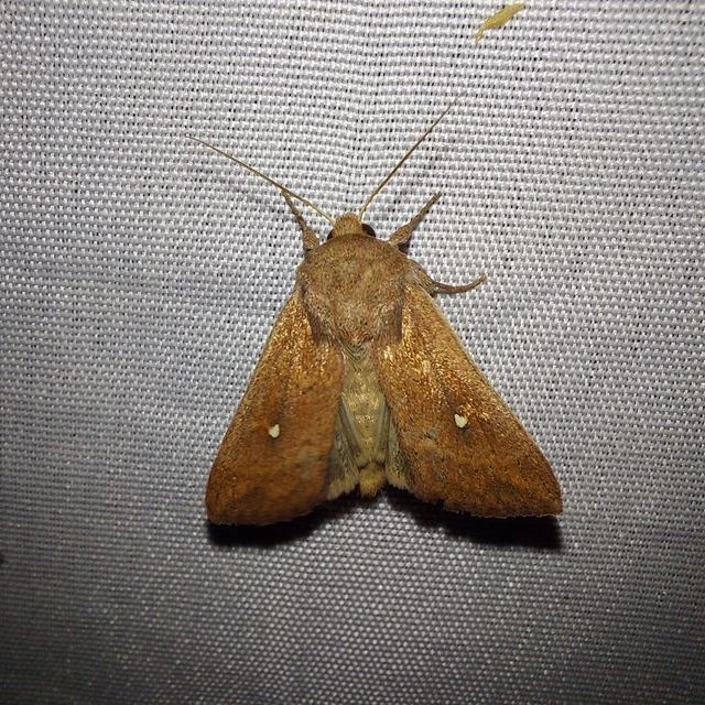 Mythimna albipuncta - fehérpettyes rétibagoly