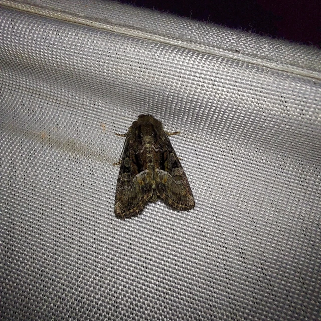 Oligia strigilis/latruncula/versicolor