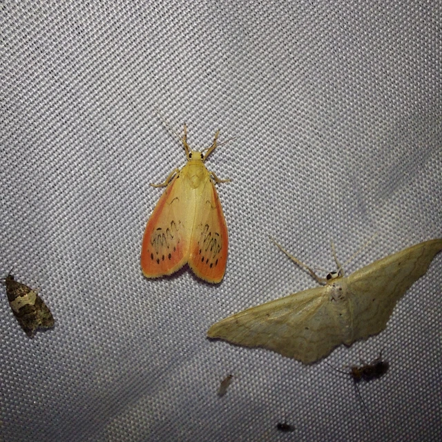Miltochrista miniata - piros medvelepke