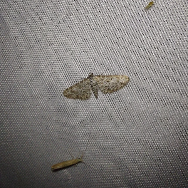 Eupithecia graphata - hangyabogáncs-törpearaszoló