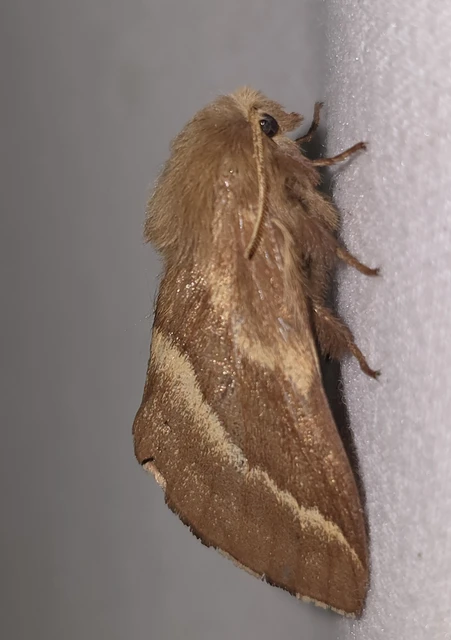 Malacosoma castrensis - kutyatejszövő